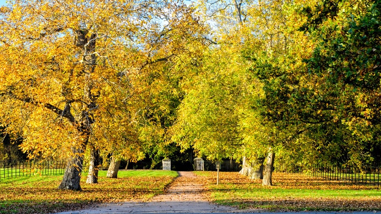 Path lined with with autumnal trees covered with blanket of fallen leaves
